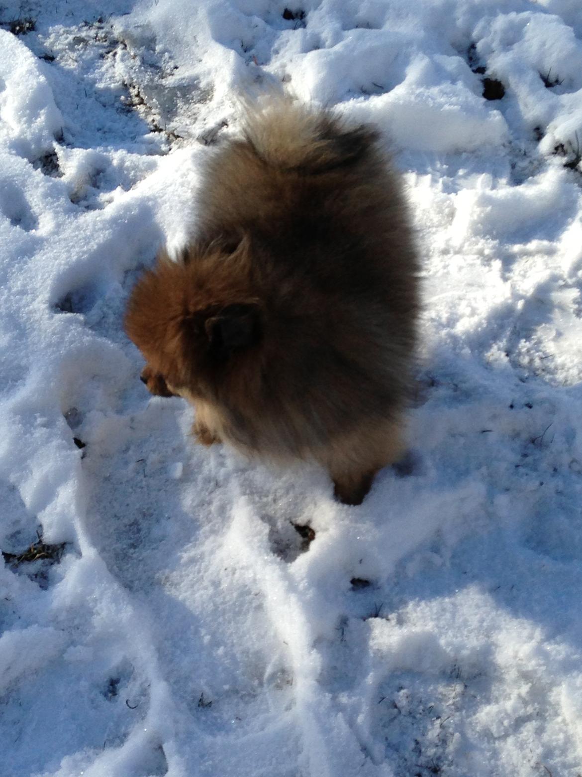 Pomeranian Misha billede 7