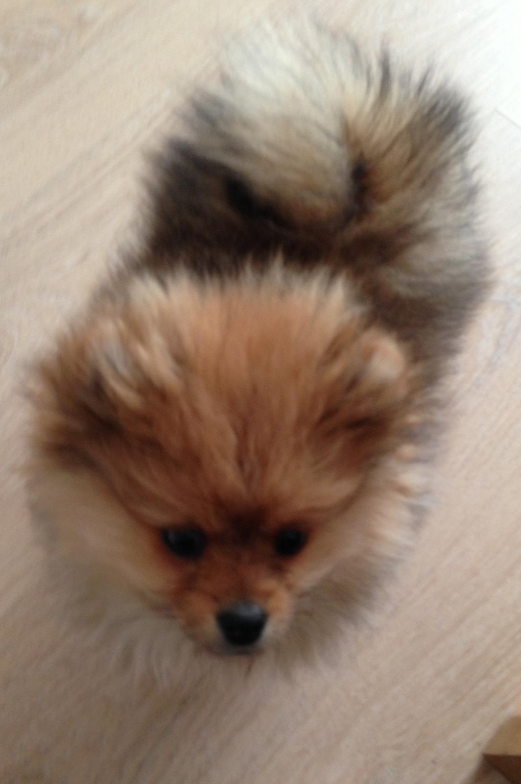 Pomeranian Misha billede 8