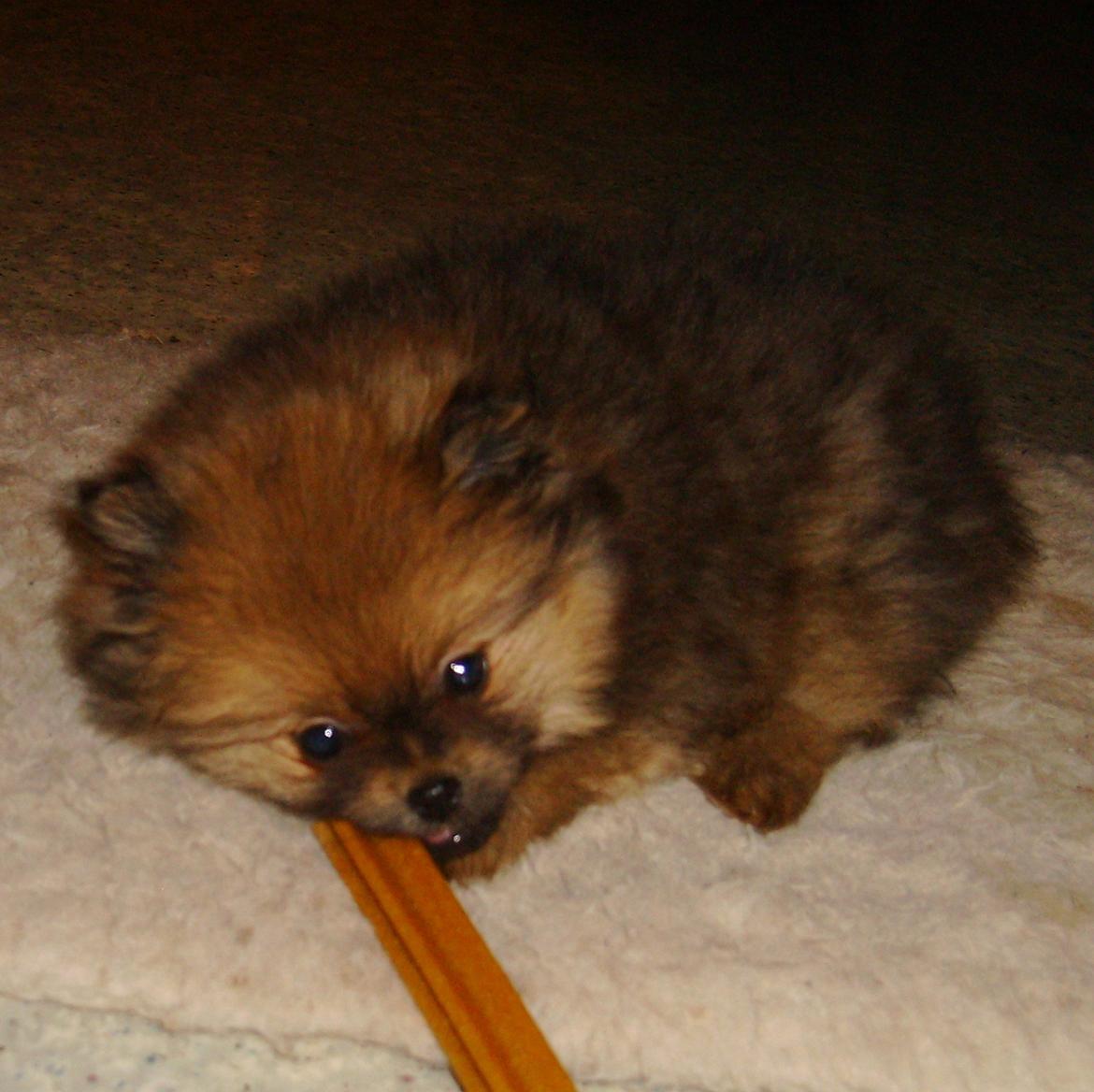 Pomeranian Misha billede 9