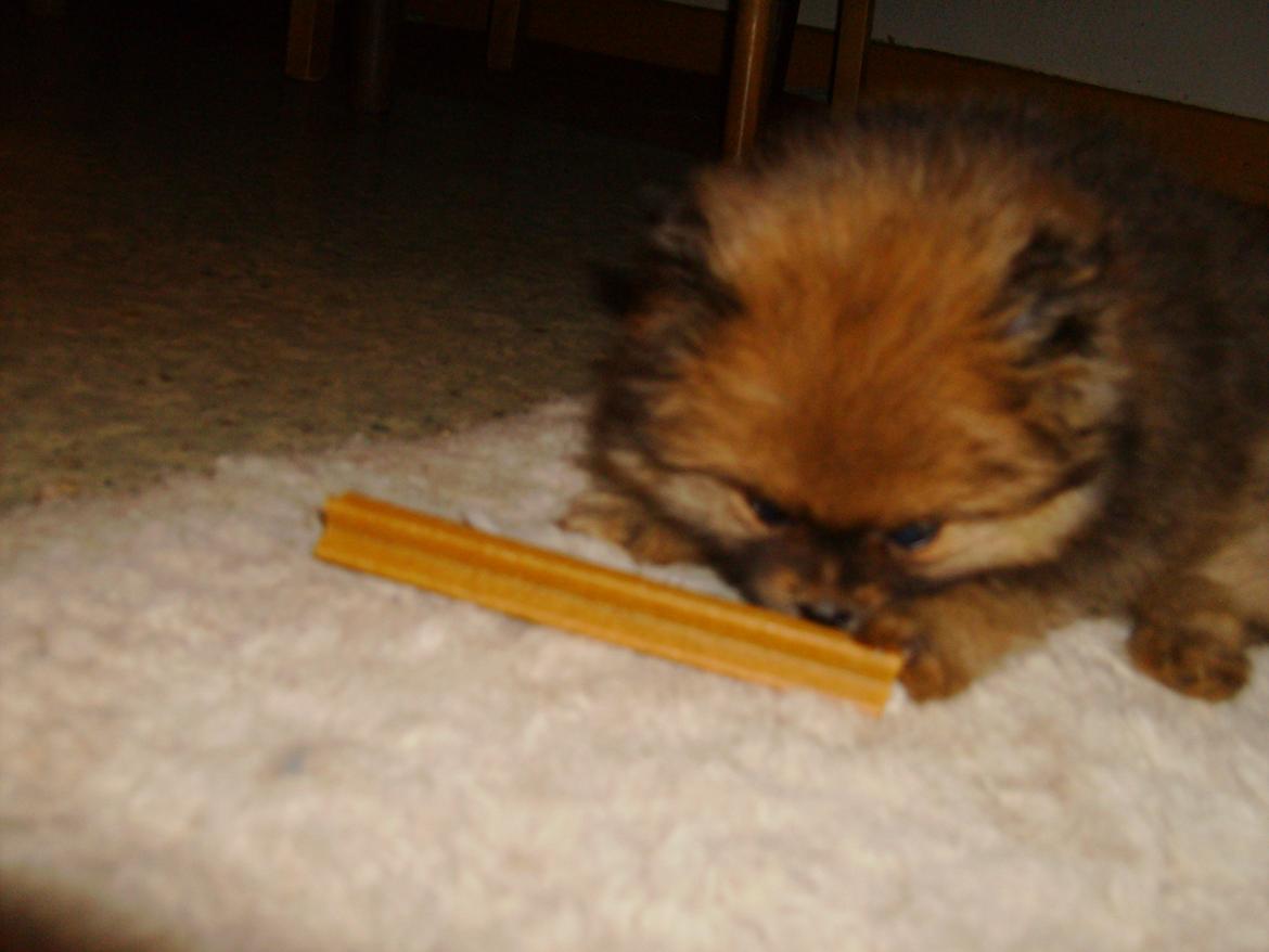 Pomeranian Misha billede 10