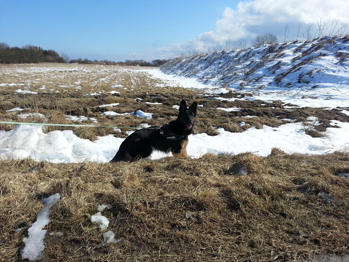 Schæferhund Aichia - 15 måneder billede 16