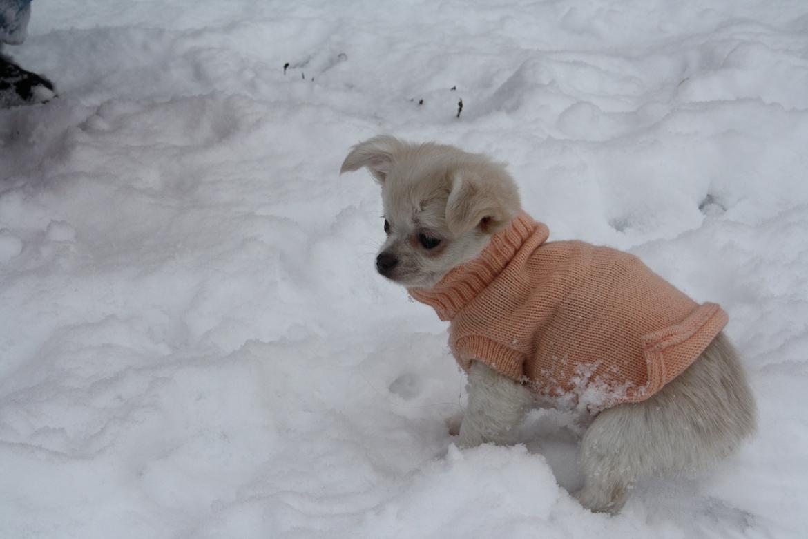 Chihuahua amazing gigolo (balder) billede 8