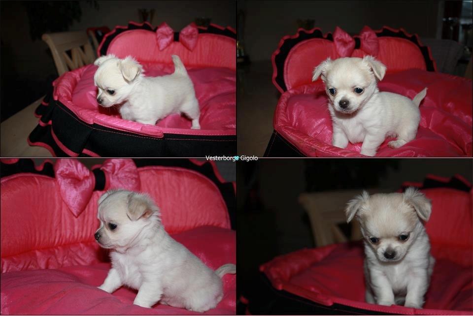 Chihuahua amazing gigolo (balder) billede 5