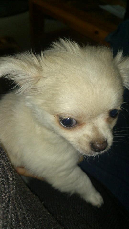 Chihuahua amazing gigolo (balder) billede 2