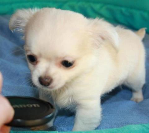 Chihuahua amazing gigolo (balder) billede 6