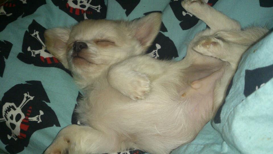 Chihuahua amazing gigolo (balder) billede 7