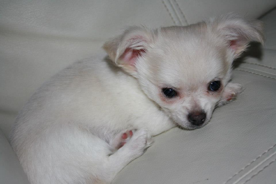 Chihuahua amazing gigolo (balder) billede 3