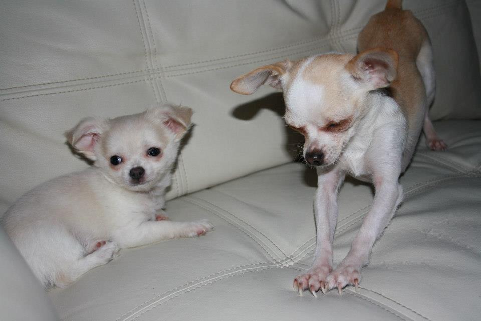 Chihuahua amazing gigolo (balder) billede 9