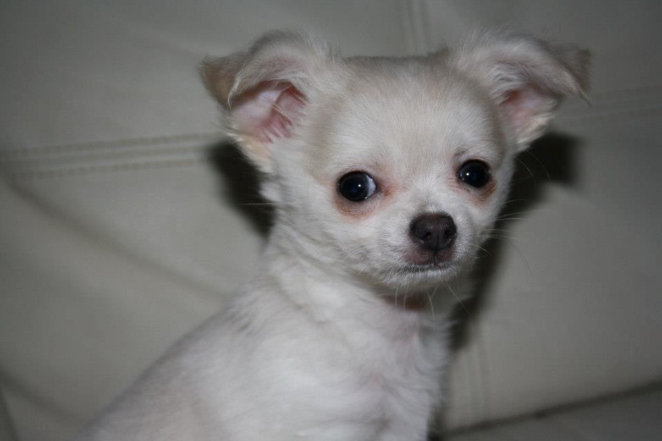 Chihuahua amazing gigolo (balder) billede 10