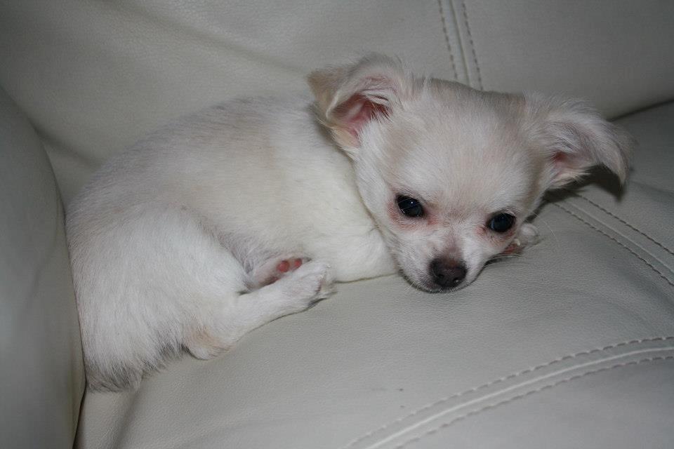 Chihuahua amazing gigolo (balder) billede 11