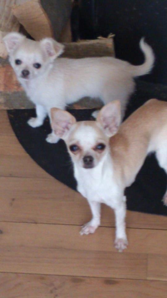 Chihuahua amazing gigolo (balder) billede 13