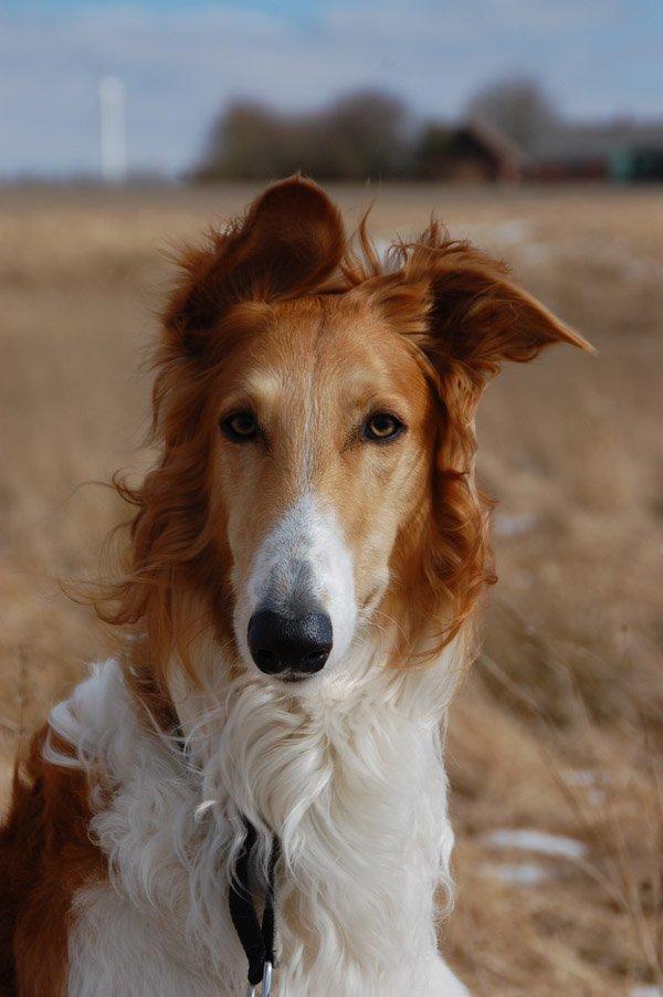 Borzoi - Kashmir 'Wild wind of Russia' billede 35