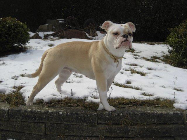 Olde english bulldogge Bullina´s Florentina billede 1