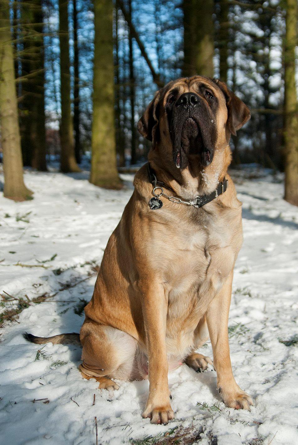 Mastiff Casa de Labranza´s Belicia "Bertha" - 22 måneder billede 11