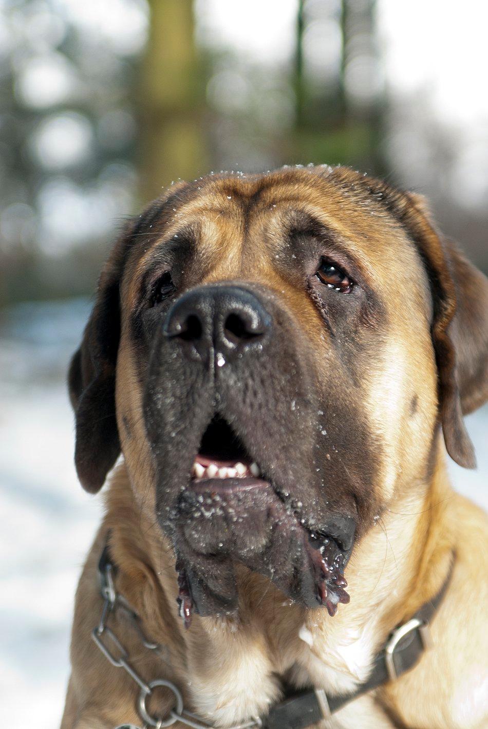 Mastiff Casa de Labranza´s Belicia "Bertha" - 22 måneder billede 12