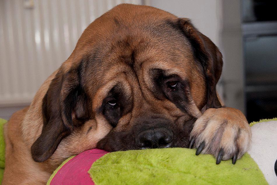Mastiff Casa de Labranza´s Belicia "Bertha" - 22 måneder; Bertha er ved at falde i søvn med sin yndlingsbamse billede 15