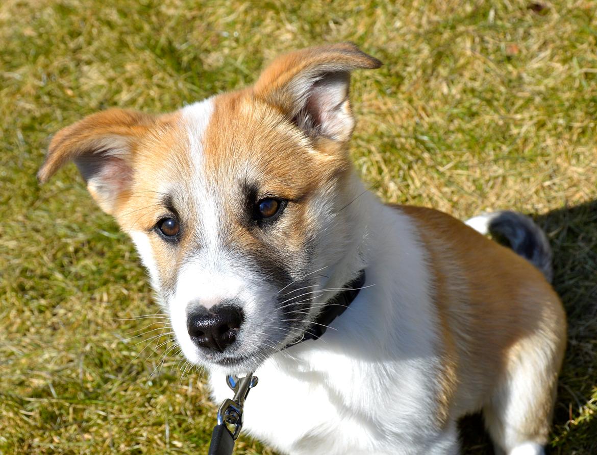 Islandsk fårehund Freddi - Juhuu ude på hundeplænen for første gang billede 3