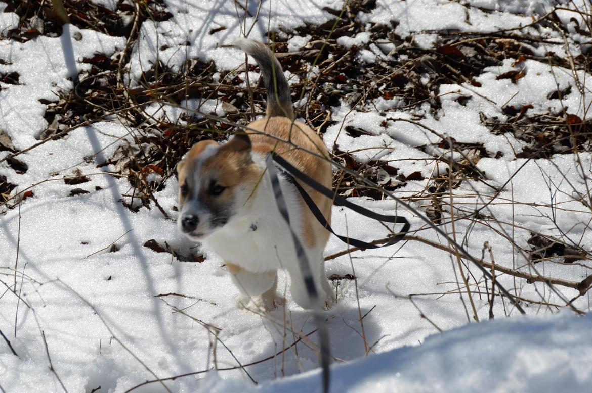 Islandsk fårehund Freddi - Når man løber hurtigere end  automat-snoren så er man HURTIG billede 5