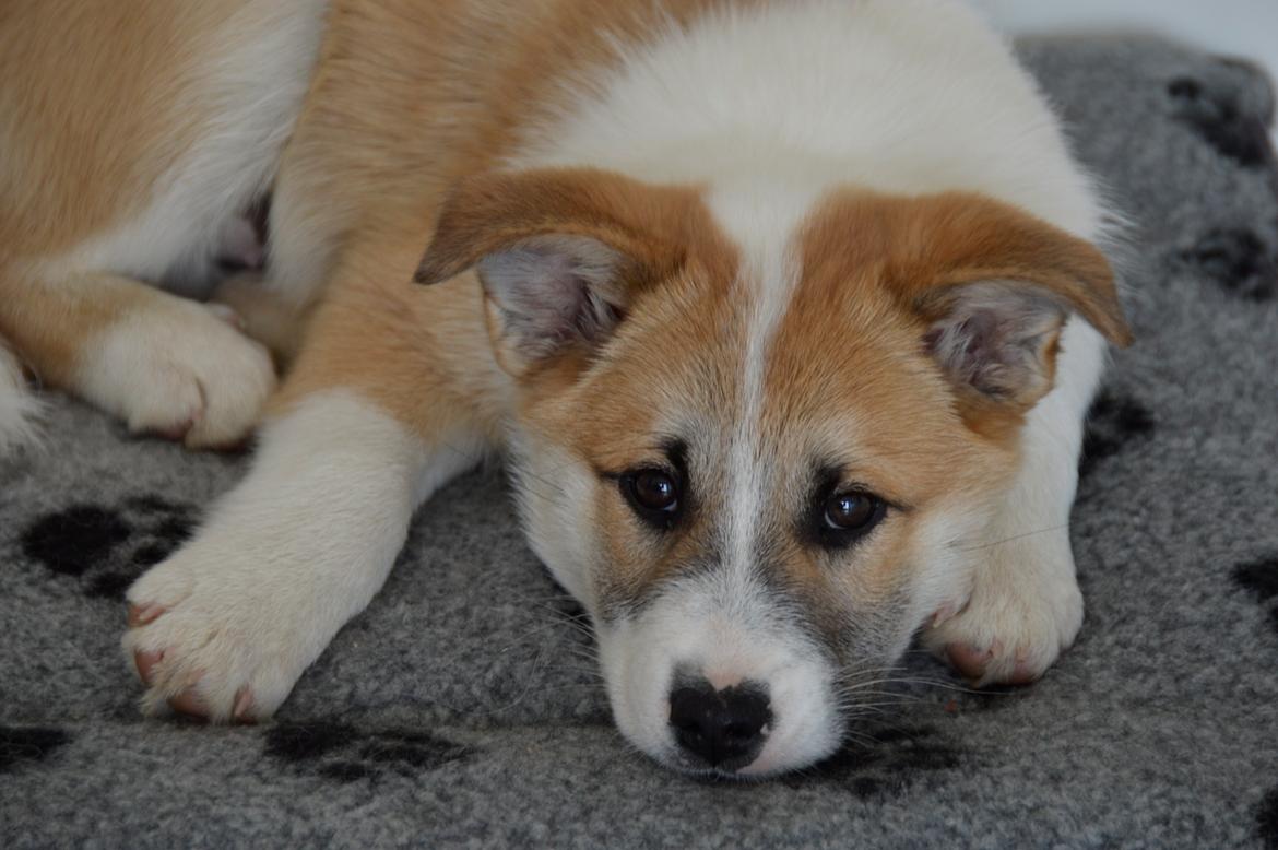 Islandsk fårehund Freddi - Freddi har arvet Gantis madras - og det er bare sagen billede 1