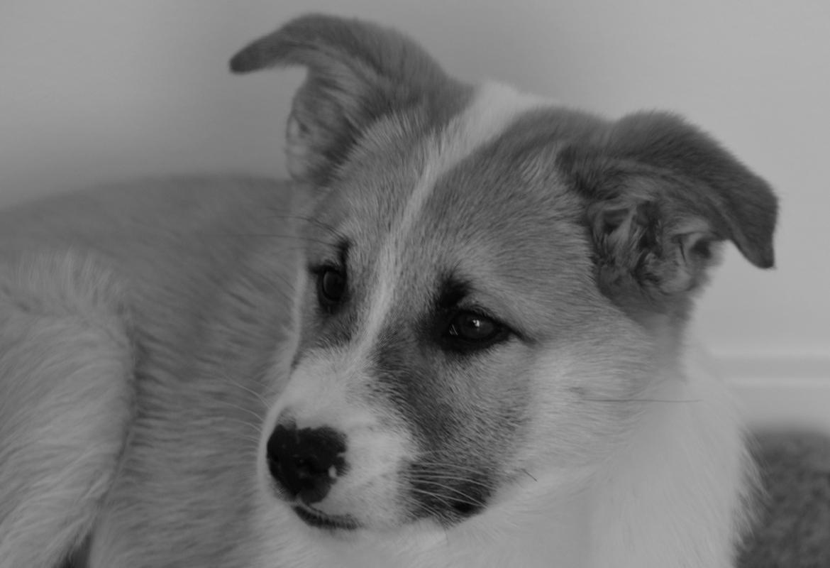 Islandsk fårehund Freddi - Smukke dreng billede 6