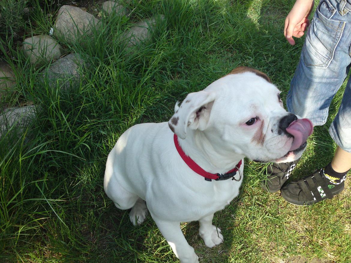 Blanding af racer Mercy - 6 måneder gammel billede 1