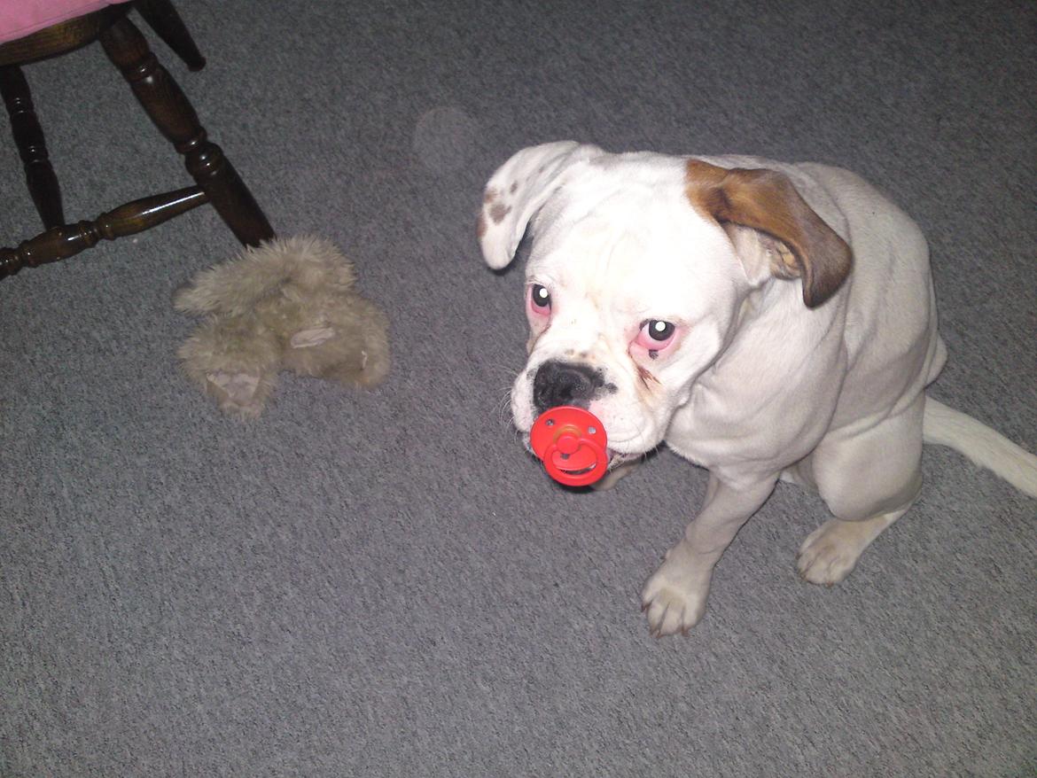 Blanding af racer Mercy - 8 måneder gammel billede 2