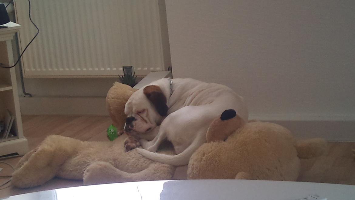 Blanding af racer Mercy - Bruger lige mors bamse som seng. billede 3