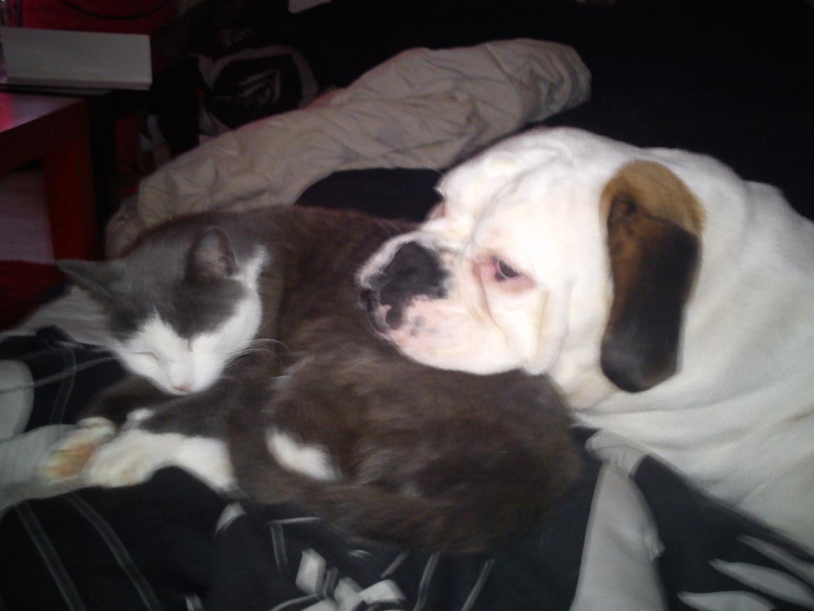 Blanding af racer Mercy billede 4