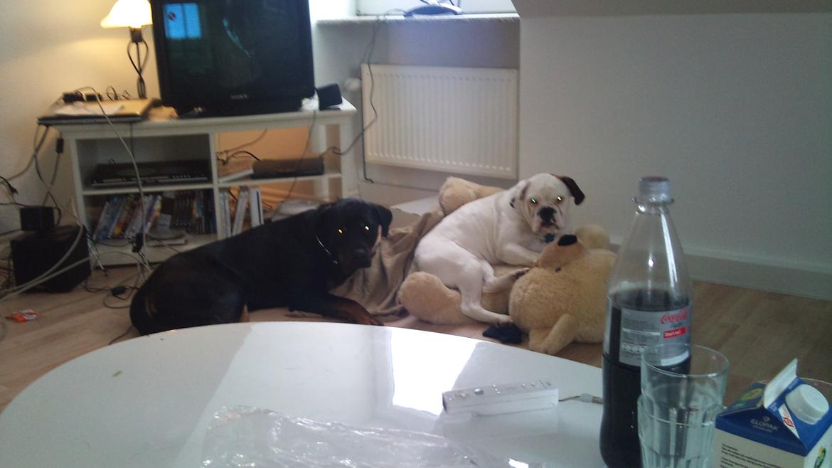 Blanding af racer Mercy - Mercy og hendes bedste ven Odin billede 5