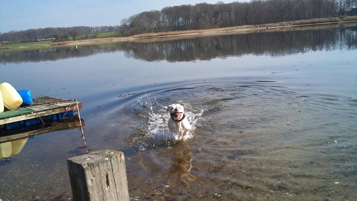 Blanding af racer Mercy - En rigtig vandhund billede 6