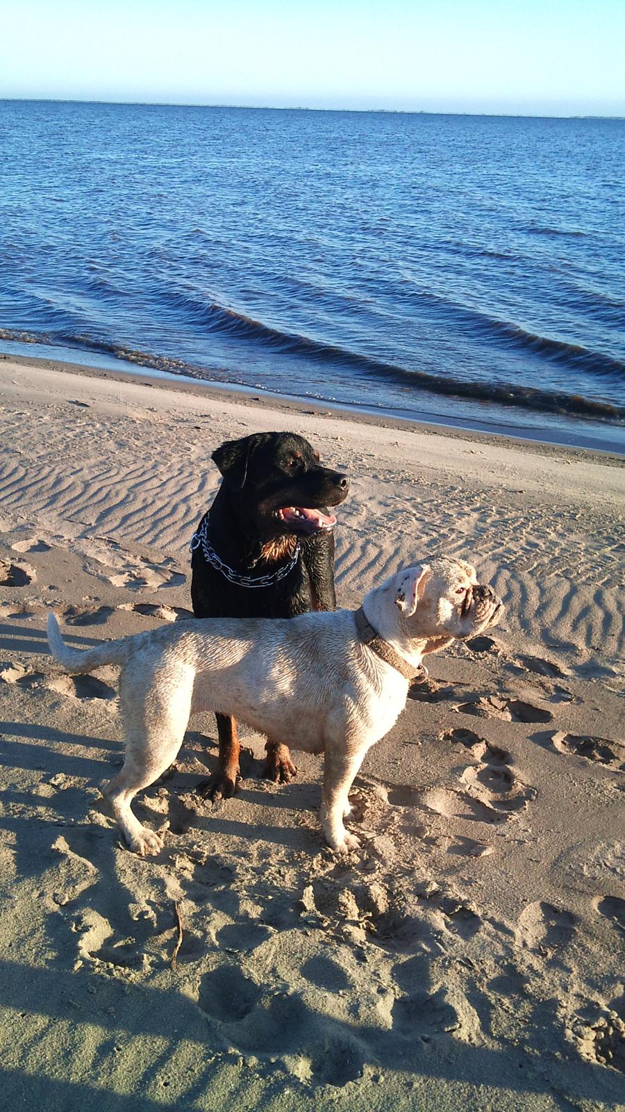 Blanding af racer Mercy - Der er bare ikke noget bedre end at være på stranden :) billede 7
