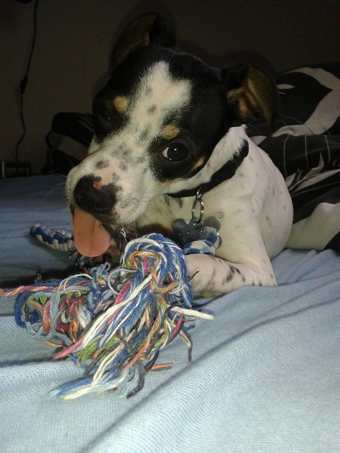 Dansk svensk gaardhund Dixie (bor hos en anden) billede 6