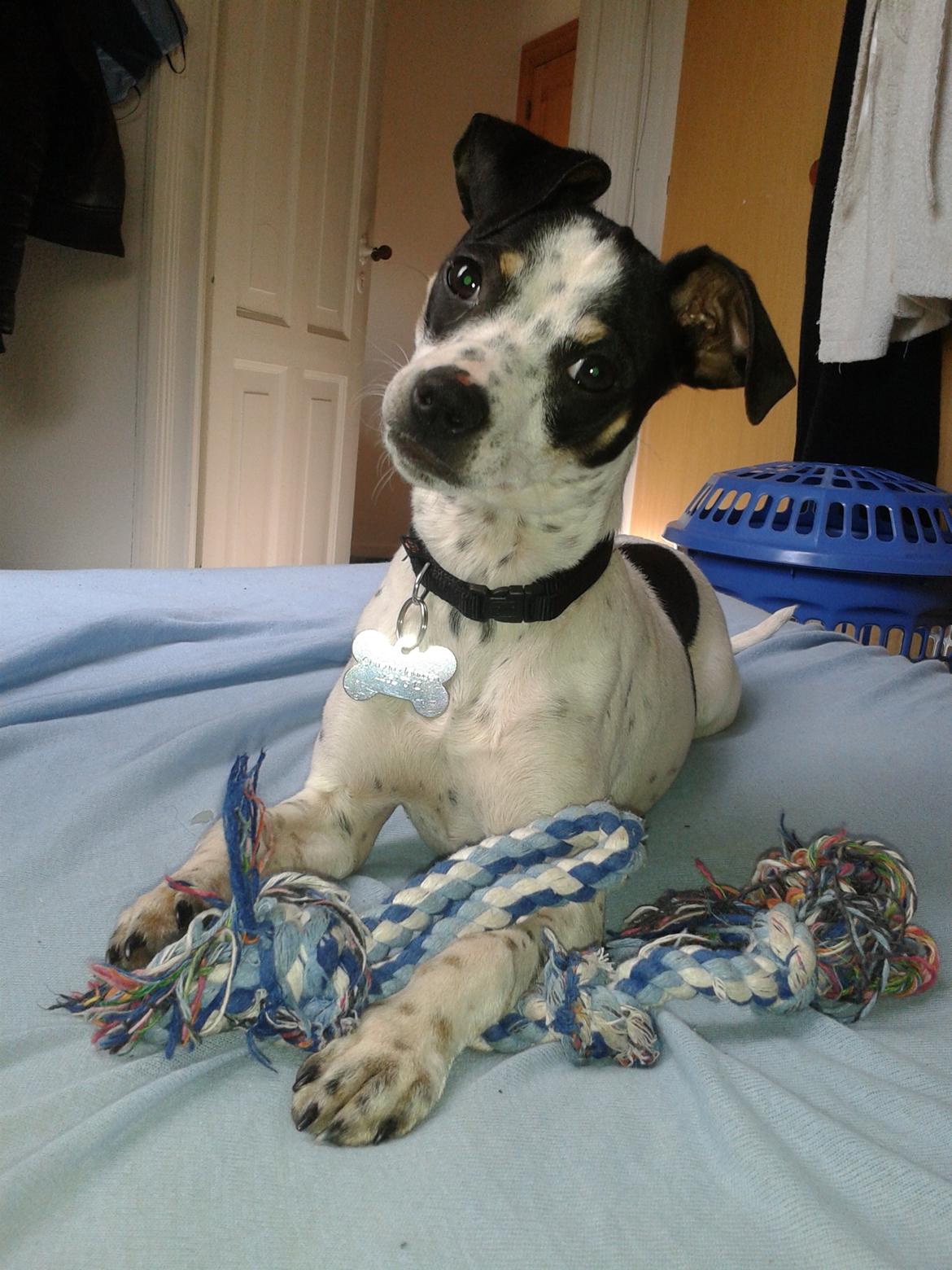 Dansk svensk gaardhund Dixie (bor hos en anden) billede 8