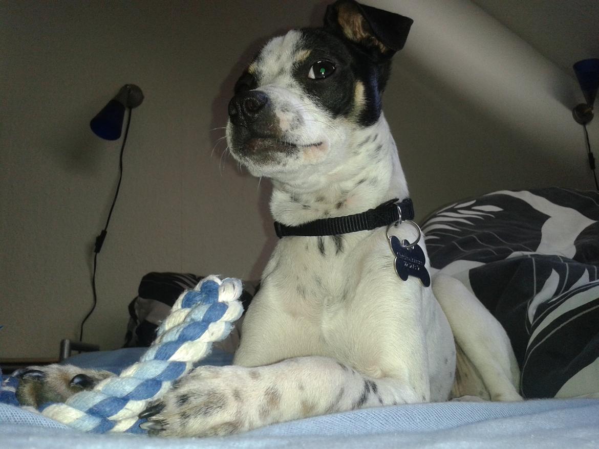 Dansk svensk gaardhund Dixie (bor hos en anden) billede 10