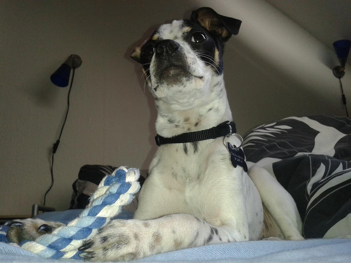 Dansk svensk gaardhund Dixie (bor hos en anden) billede 9