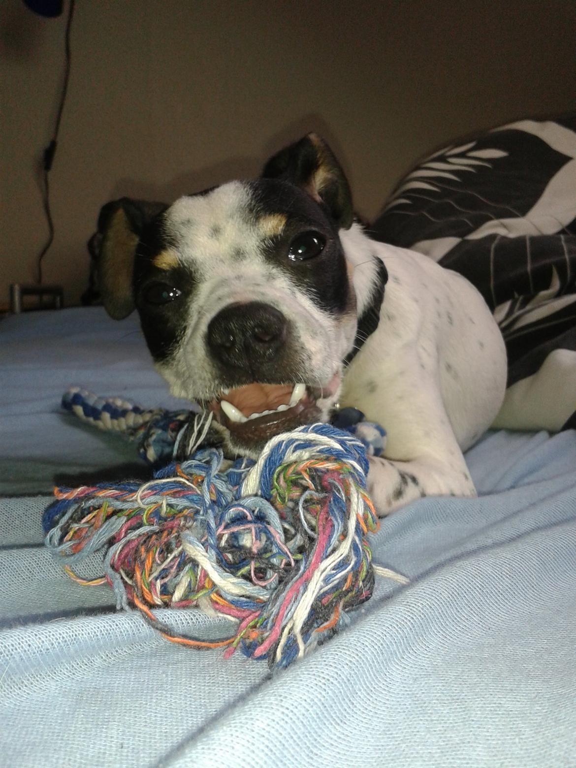 Dansk svensk gaardhund Dixie (bor hos en anden) billede 7