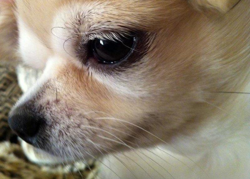 Chihuahua Shanti billede 1