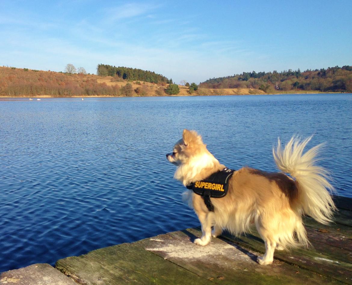 Chihuahua Shanti billede 2