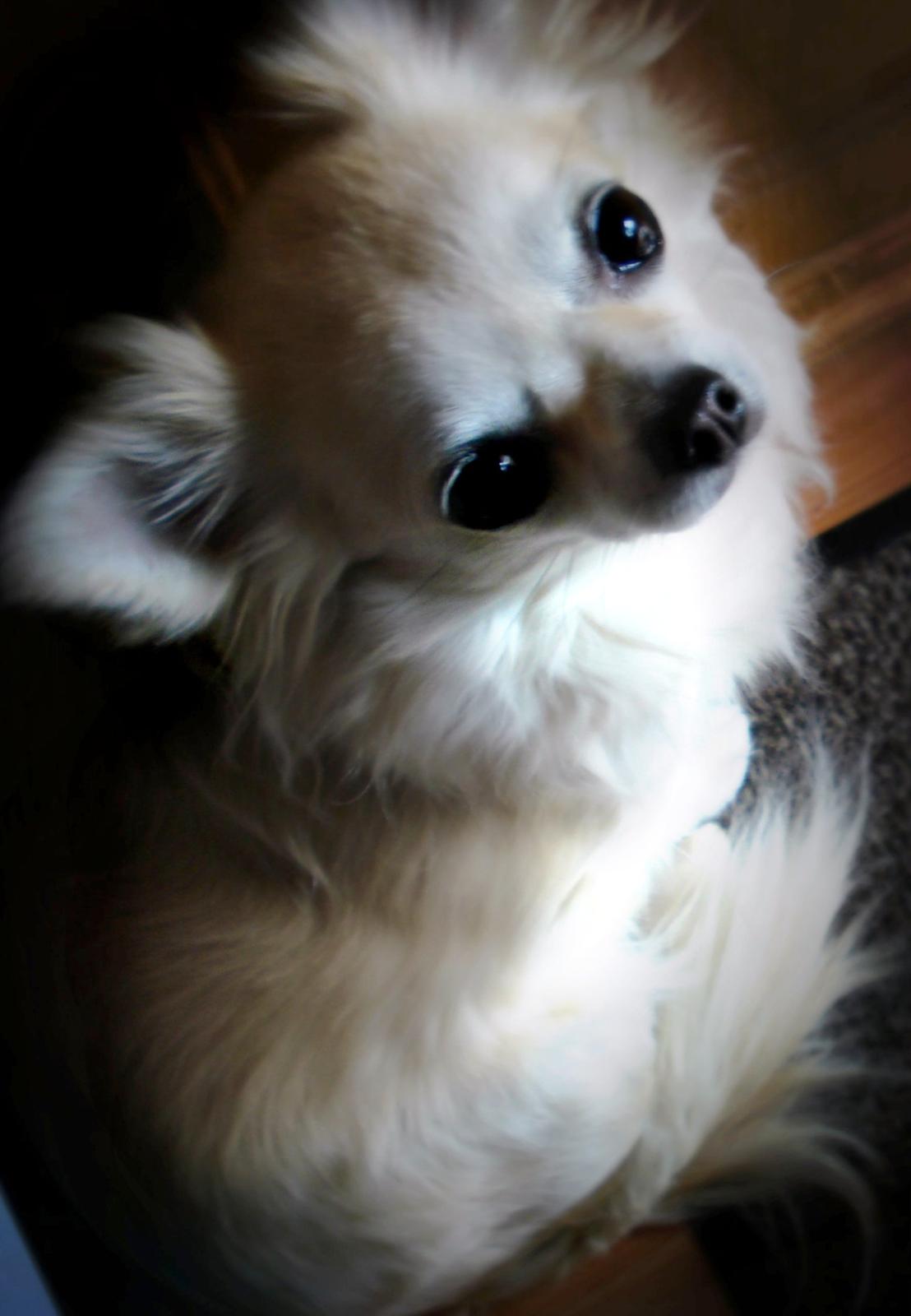 Chihuahua Shanti billede 8