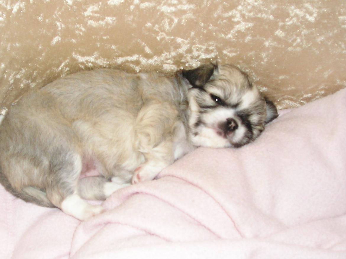 Chihuahua Shanti billede 9