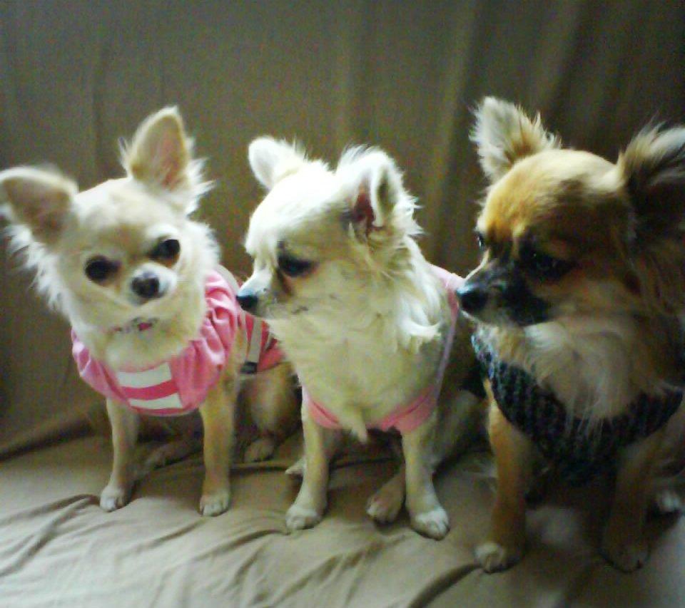 Chihuahua Shanti - Hendes moderen og faddere. billede 10