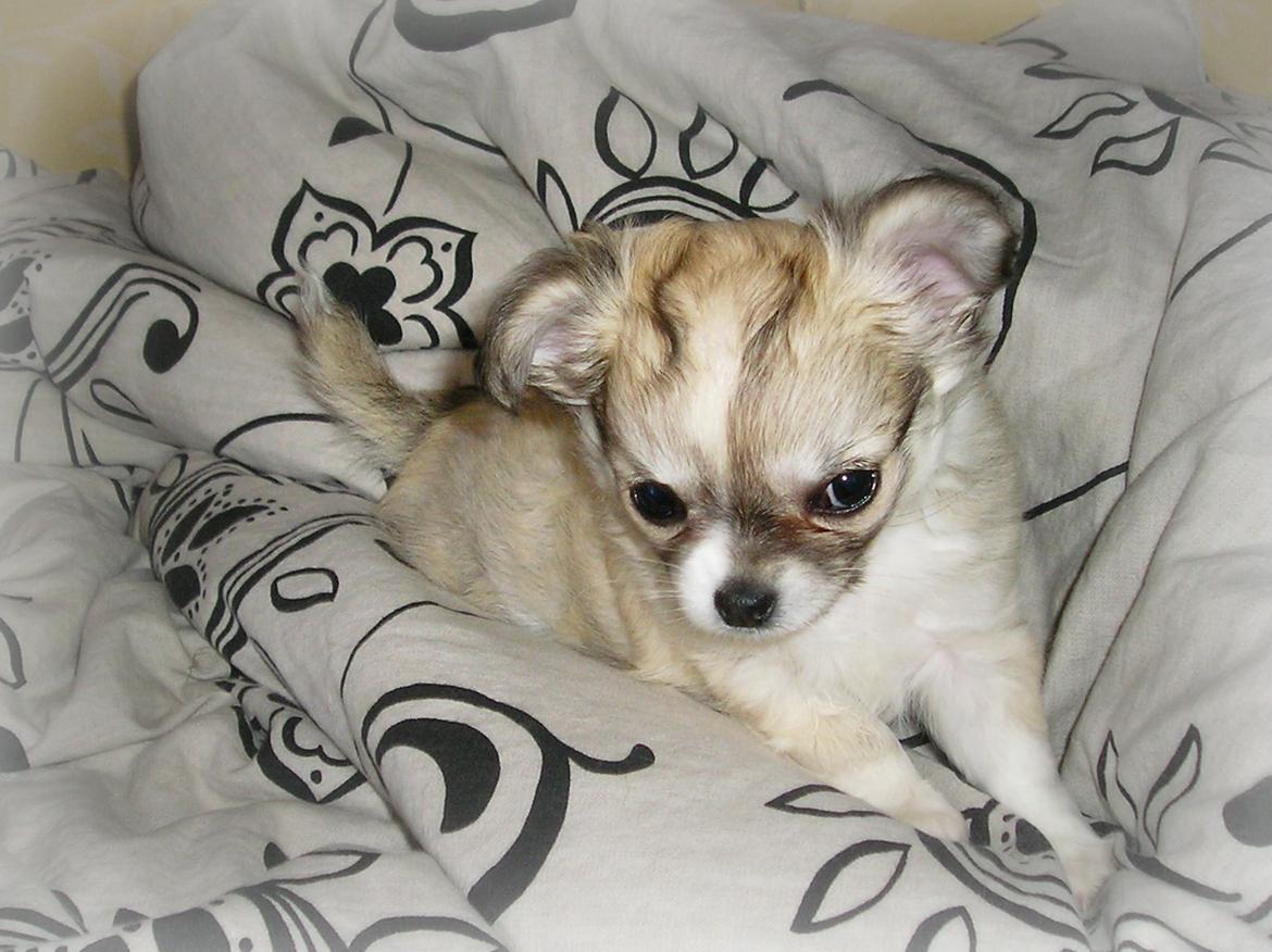 Chihuahua Shanti billede 11