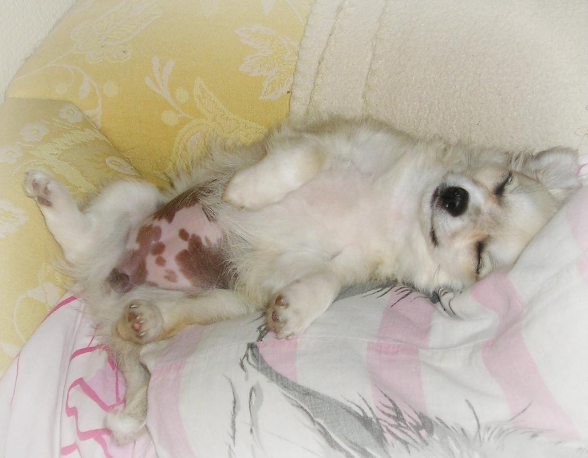 Chihuahua Shanti billede 12