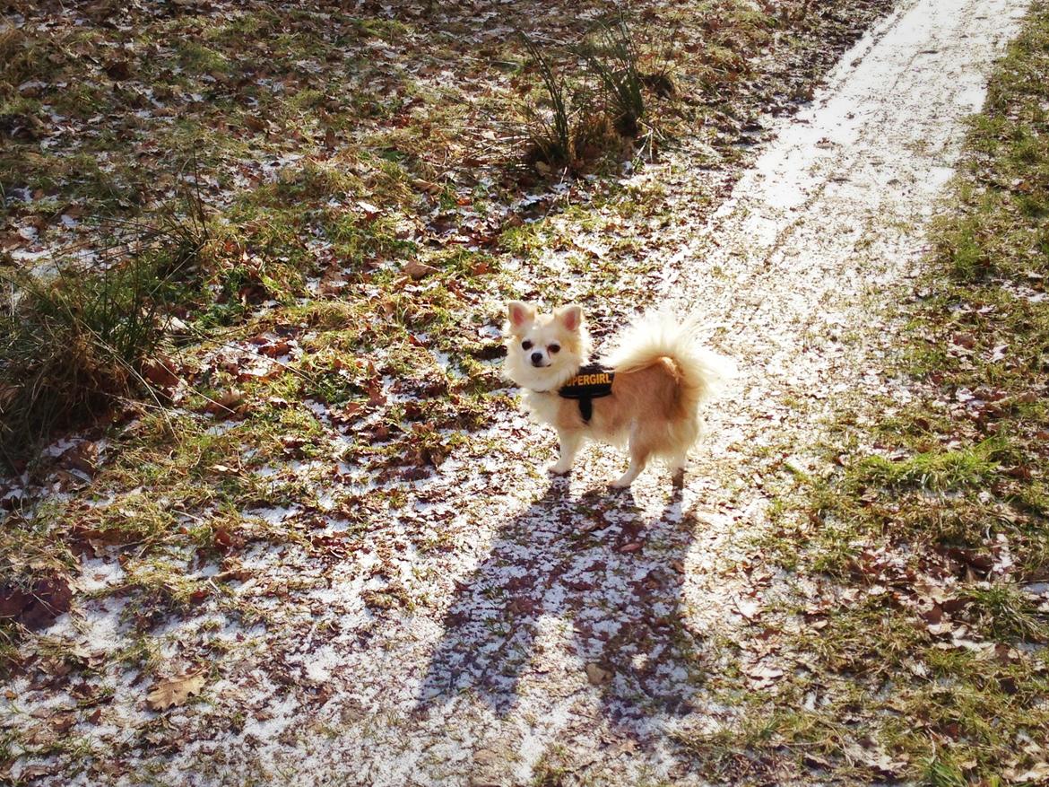 Chihuahua Shanti billede 13