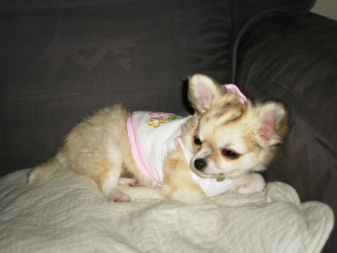 Chihuahua Shanti billede 14