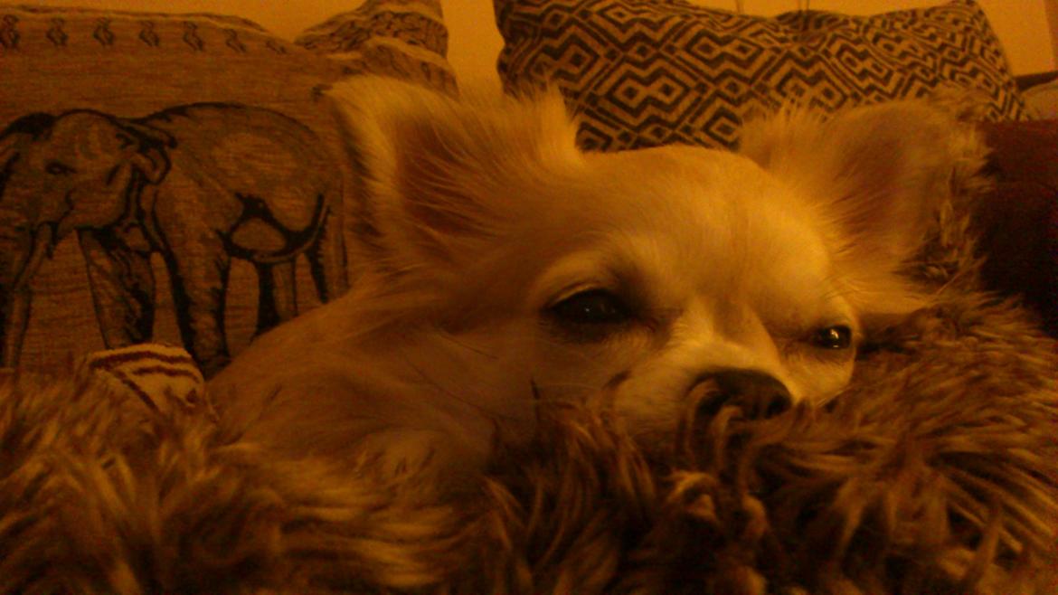 Chihuahua Shanti billede 15