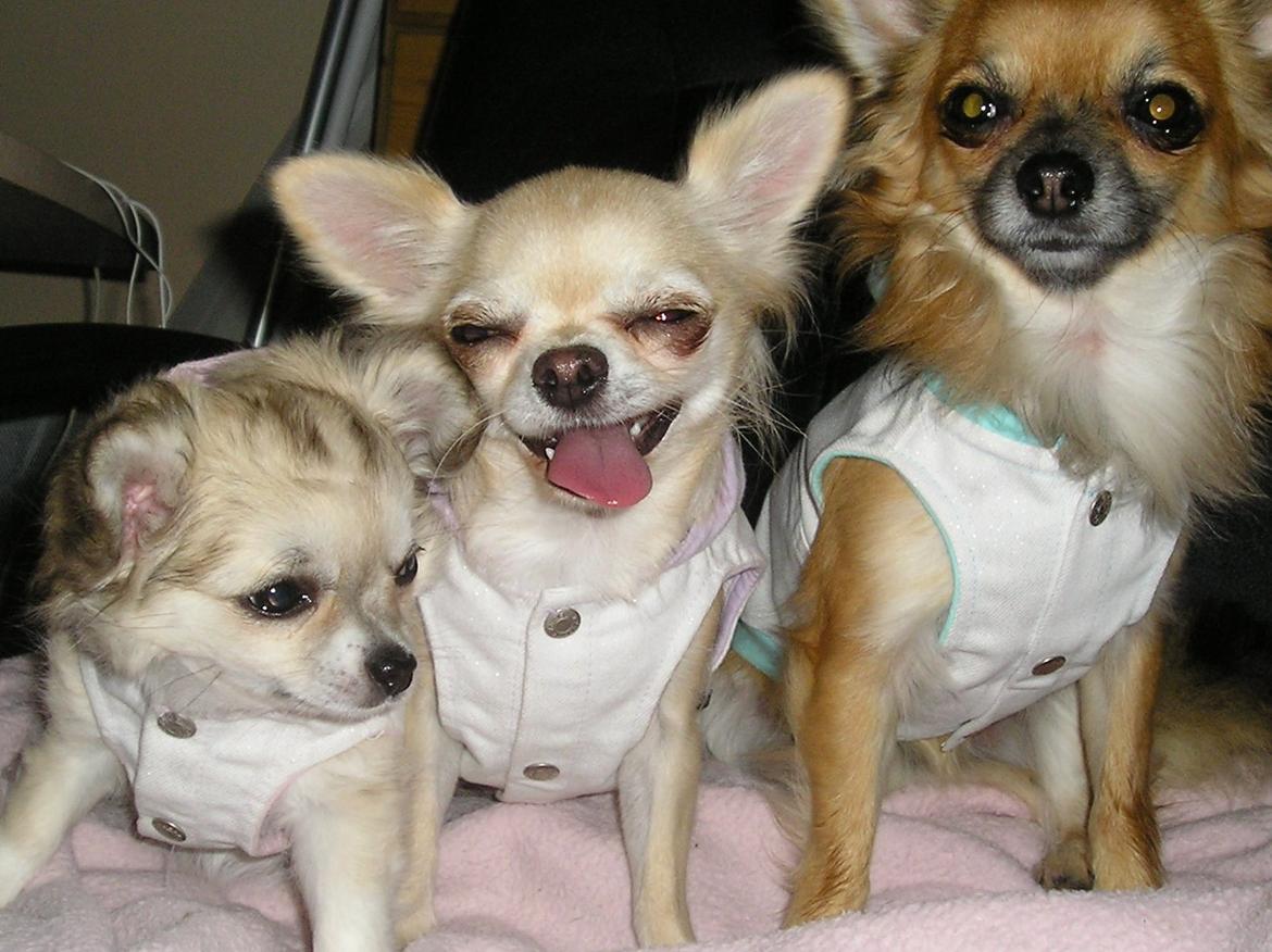 Chihuahua Shanti - Hendes moderen og fadderen. billede 16