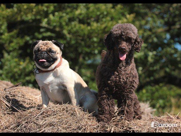 Dværgpuddel Pirrelige Phyt billede 18