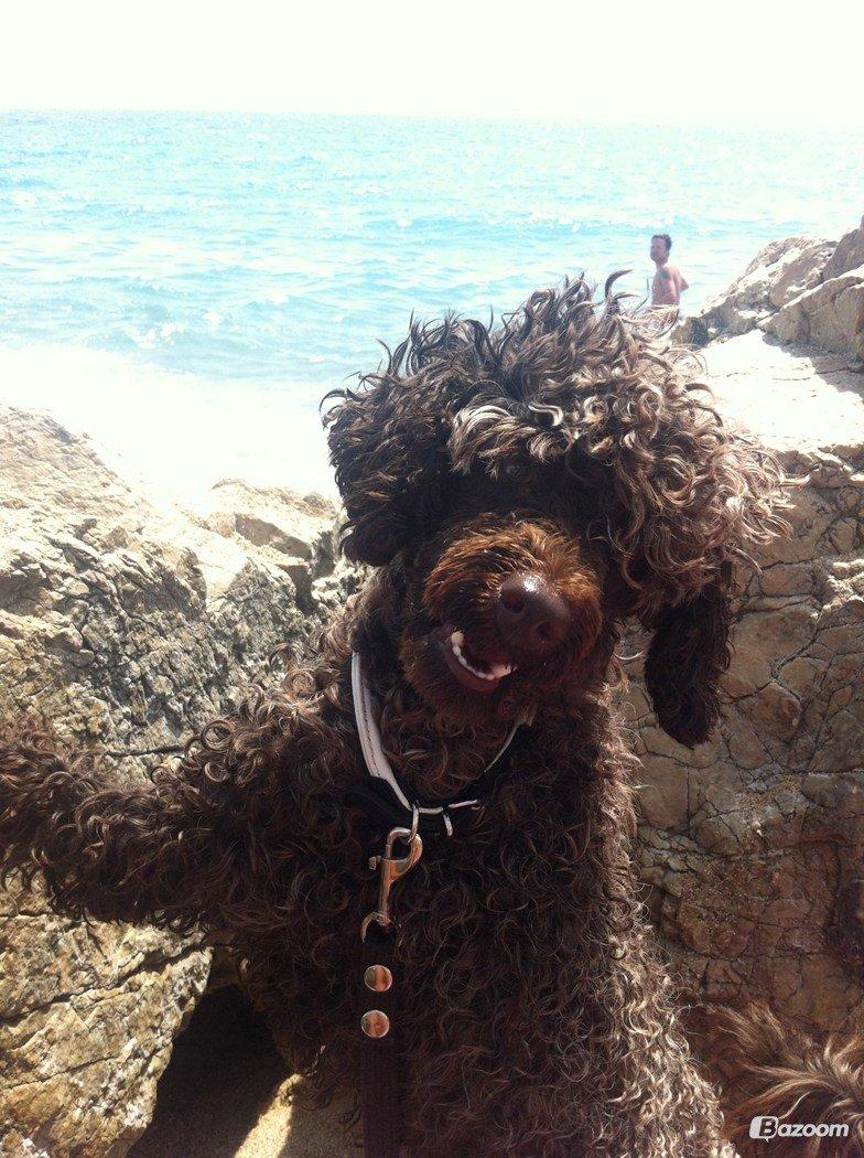 Dværgpuddel Pirrelige Phyt billede 20