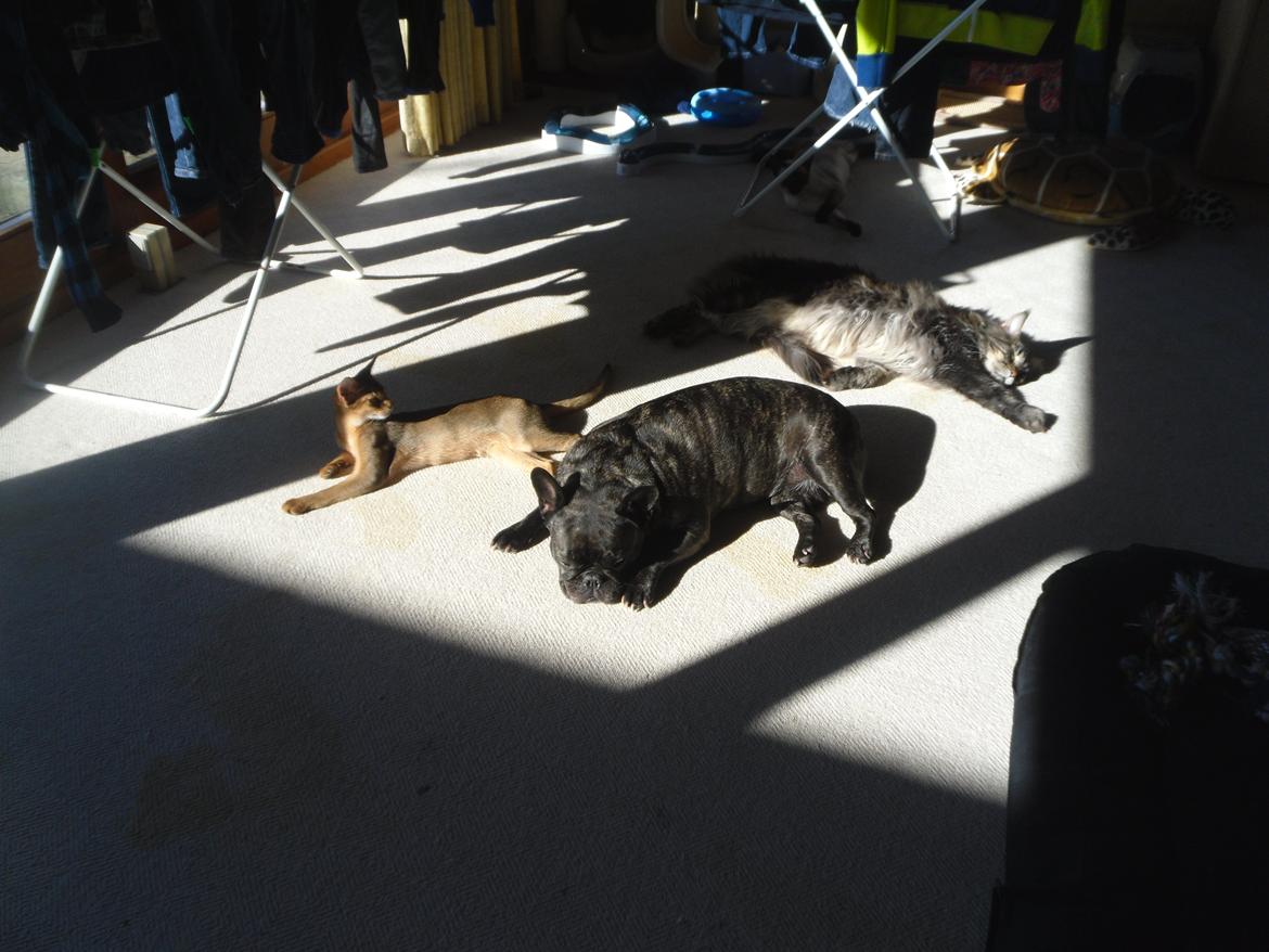 Fransk bulldog Berta - Berta, Orlando, Frodo og Obelix hygger i forårssolen billede 17